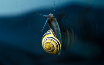 snail, blue, macro Wallpaper 2560x1600