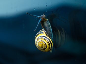 snail, blue, macro Wallpaper 1024x768