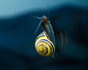 snail, blue, macro Wallpaper 1280x1024