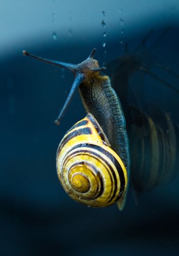 snail, blue, macro Wallpaper 1668x2388
