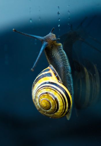 snail, blue, macro Wallpaper 1640x2360