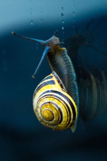snail, blue, macro Wallpaper 640x960