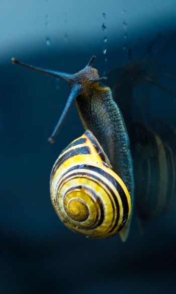 snail, blue, macro Wallpaper 1200x2000