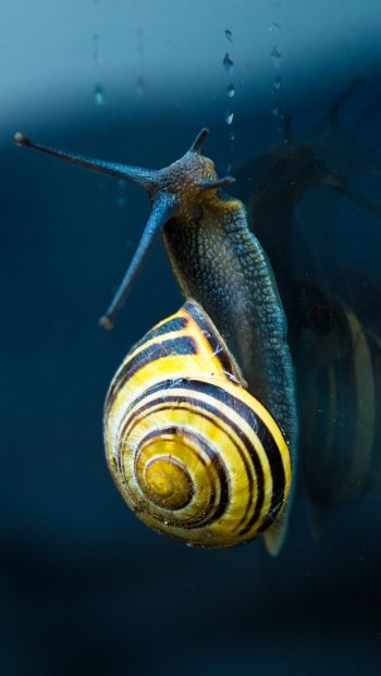 snail, blue, macro Wallpaper 640x1136