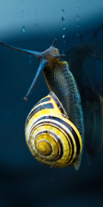 snail, blue, macro Wallpaper 720x1440