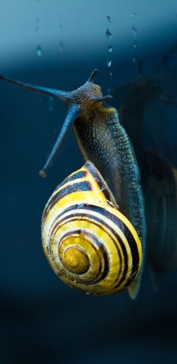 snail, blue, macro Wallpaper 1080x2220
