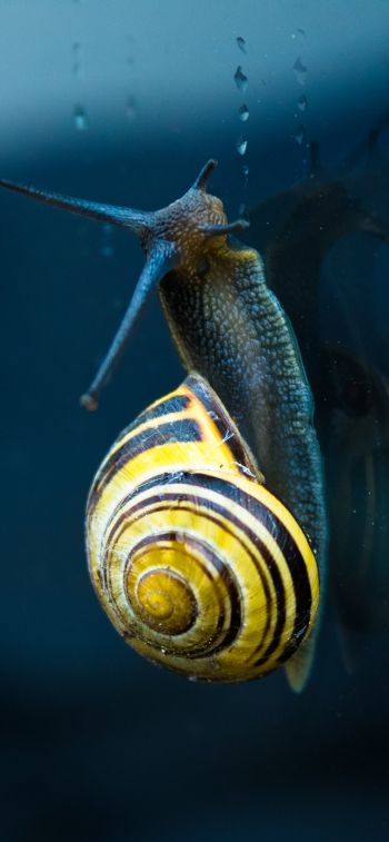 snail, blue, macro Wallpaper 1242x2688