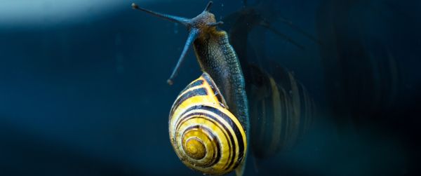 snail, blue, macro Wallpaper 3440x1440