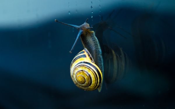 snail, blue, macro Wallpaper 1920x1200