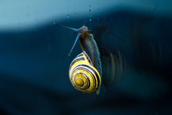 snail, blue, macro Wallpaper 5472x3648