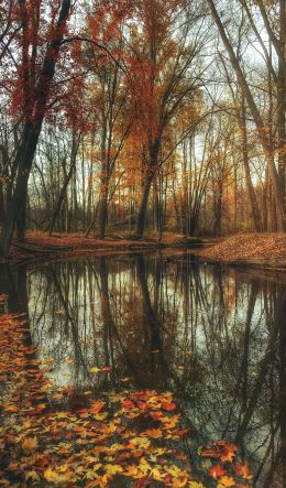 autumn forest, pond, brown Wallpaper 600x1024