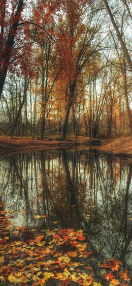 autumn forest, pond, brown Wallpaper 1125x2436