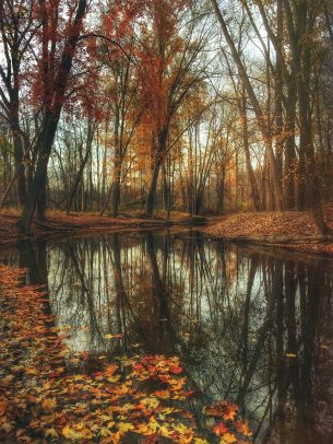 autumn forest, pond, brown Wallpaper 3024x4032