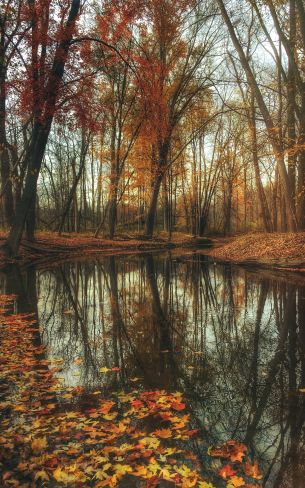 autumn forest, pond, brown Wallpaper 1600x2560