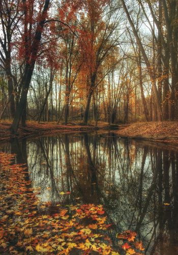 autumn forest, pond, brown Wallpaper 1668x2388
