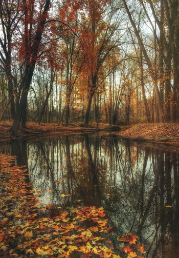 autumn forest, pond, brown Wallpaper 1640x2360