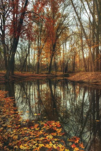 autumn forest, pond, brown Wallpaper 640x960