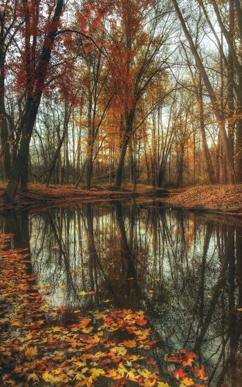 autumn forest, pond, brown Wallpaper 1752x2800