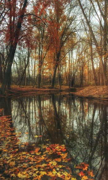 autumn forest, pond, brown Wallpaper 1200x2000
