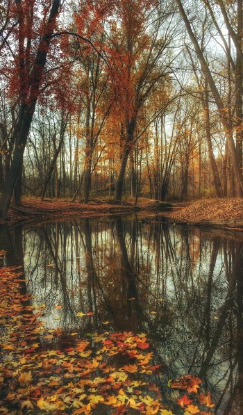 autumn forest, pond, brown Wallpaper 600x1024