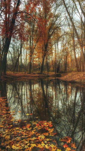 autumn forest, pond, brown Wallpaper 640x1136
