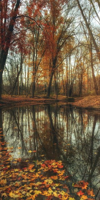 autumn forest, pond, brown Wallpaper 720x1440