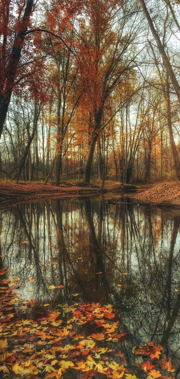 autumn forest, pond, brown Wallpaper 1440x3040
