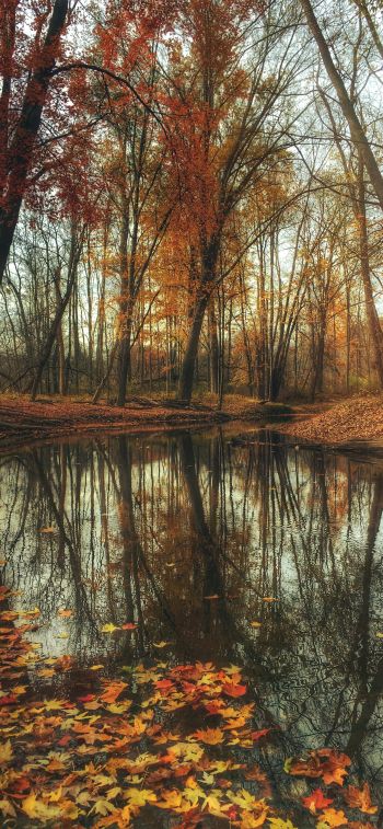 autumn forest, pond, brown Wallpaper 1242x2688