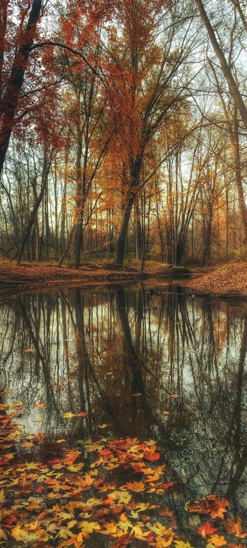 autumn forest, pond, brown Wallpaper 1080x2400