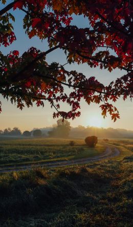 maple, tree, landscape Wallpaper 600x1024