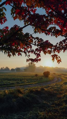 maple, tree, landscape Wallpaper 1440x2560