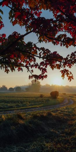 maple, tree, landscape Wallpaper 720x1440