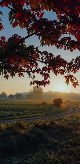 maple, tree, landscape Wallpaper 1080x2220