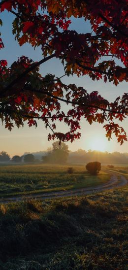 maple, tree, landscape Wallpaper 1080x2280