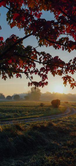 maple, tree, landscape Wallpaper 1284x2778