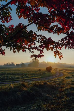 maple, tree, landscape Wallpaper 640x960