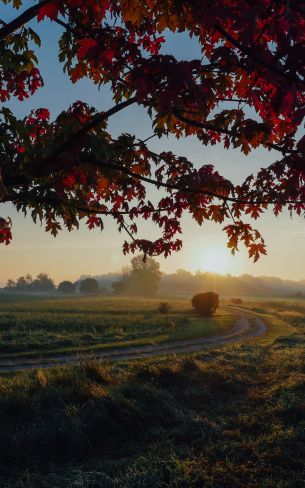 maple, tree, landscape Wallpaper 800x1280