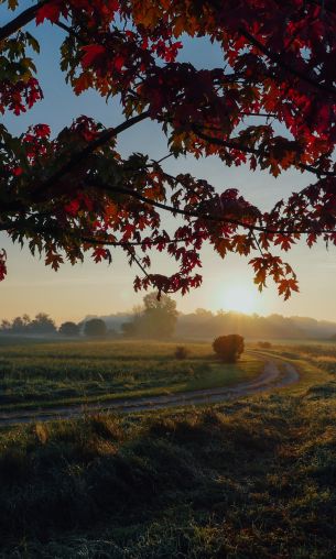 maple, tree, landscape Wallpaper 1200x2000