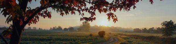 maple, tree, landscape Wallpaper 1590x400