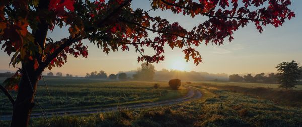 maple, tree, landscape Wallpaper 2560x1080