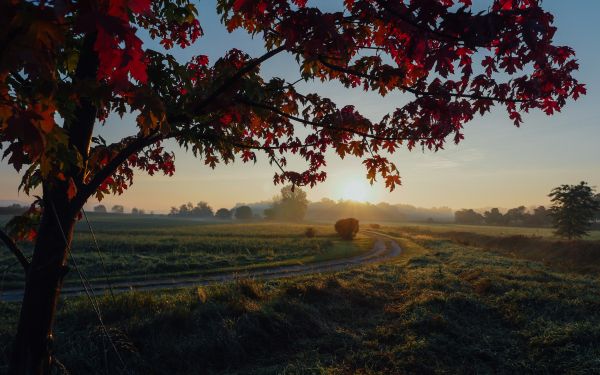 maple, tree, landscape Wallpaper 2560x1600