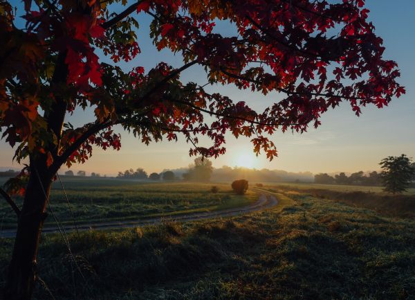 maple, tree, landscape Wallpaper 4482x3236