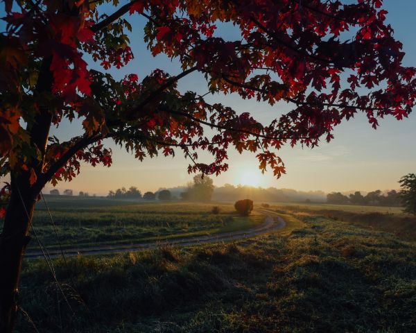 maple, tree, landscape Wallpaper 1280x1024