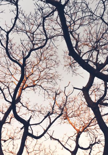 branches, tree, sky Wallpaper 1668x2388