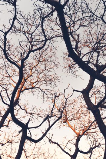 branches, tree, sky Wallpaper 640x960