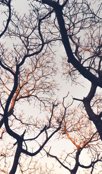 branches, tree, sky Wallpaper 600x1024