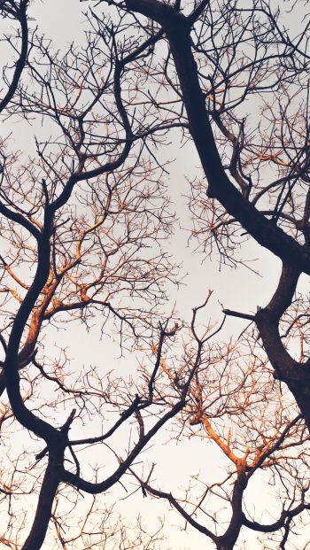 branches, tree, sky Wallpaper 640x1136