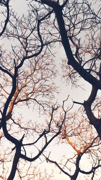 branches, tree, sky Wallpaper 1440x2560