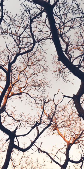 branches, tree, sky Wallpaper 720x1440