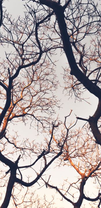 branches, tree, sky Wallpaper 1080x2220